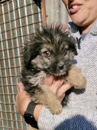 Gromit, ein süsser kleiner Kerl, 4 Monate alt, möchte vor dem kalten Winter adoptiert werden