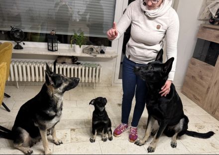 Osteuropäischer Schäferhund Welpe (Rüde)