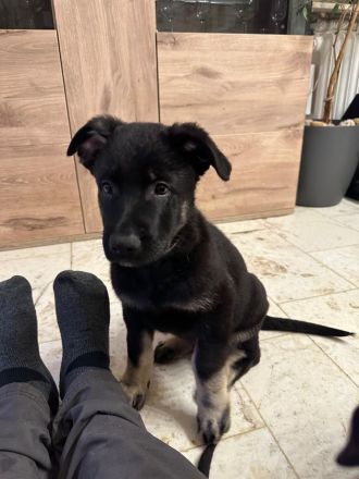 Osteuropäischer Schäferhund Welpe (Rüde)