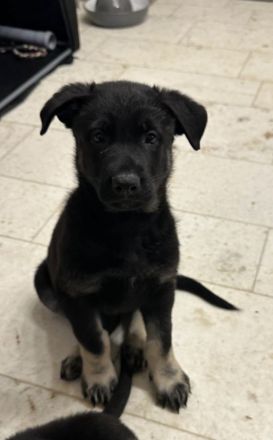 Osteuropäischer Schäferhund Welpe (Rüde)