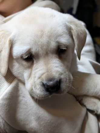 Zuckersüße Labradorwelpen