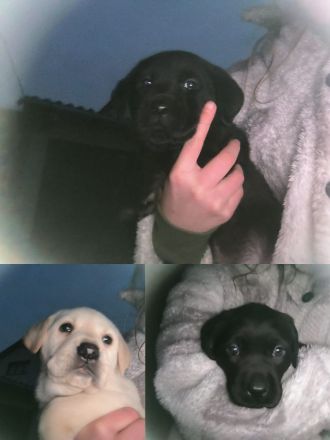 Zuckersüße Labradorwelpen