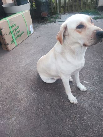 Zuckersüße Labradorwelpen