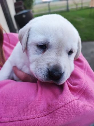 Zuckersüße Labradorwelpen