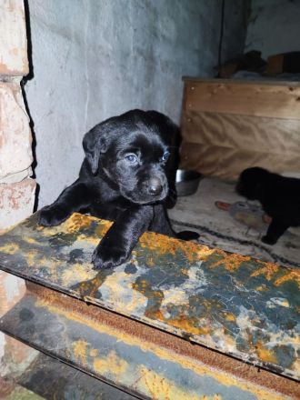 Zuckersüße Labradorwelpen