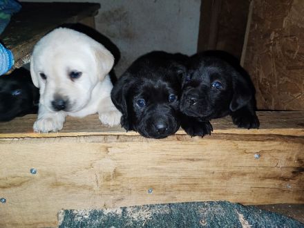 Zuckersüße Labradorwelpen