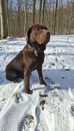 Zuckersüße Labradorwelpen