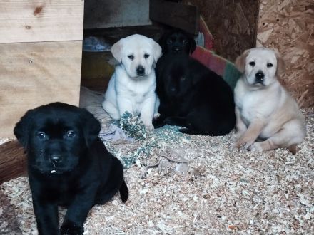 Zuckersüße Labradorwelpen