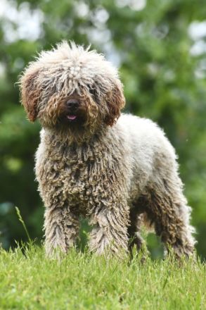 Spanischer Wasserhund - Perro de Agua Epsañol - (FCI|ČMKU)