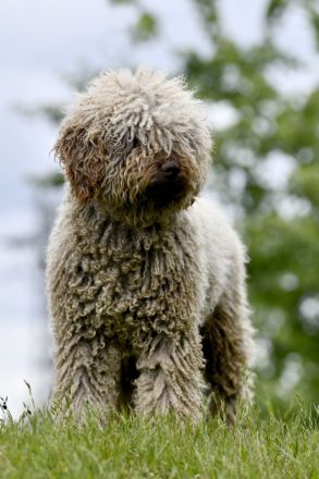 Spanischer Wasserhund - Perro de Agua Epsañol - (FCI|ČMKU)