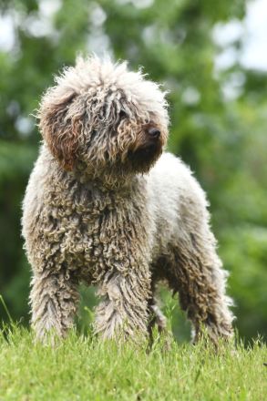 Spanischer Wasserhund - Perro de Agua Epsañol - (FCI|ČMKU)