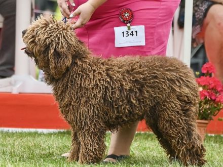 Spanischer Wasserhund - Perro de Agua Epsañol - (FCI|ČMKU)