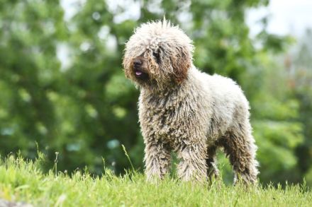 Spanischer Wasserhund - Perro de Agua Epsañol - (FCI|ČMKU)
