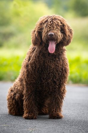 Spanischer Wasserhund - Perro de Agua Epsañol - (FCI|ČMKU)