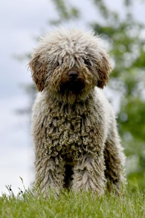 Spanischer Wasserhund - Perro de Agua Epsañol - (FCI|ČMKU)