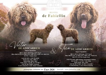 Spanischer Wasserhund - Perro de Agua Epsañol - (FCI|ČMKU)