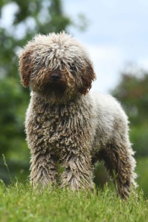 Spanischer Wasserhund - Perro de Agua Epsañol - (FCI|ČMKU)