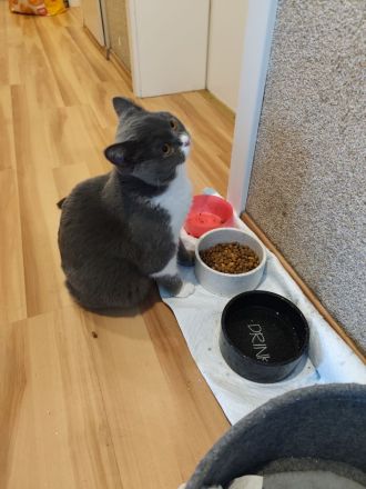 Bıcolor Britisch Kurzhaar Katze+ elektrischer Katzenklo+Kratzbaum