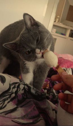 Bıcolor Britisch Kurzhaar Katze+ elektrischer Katzenklo+Kratzbaum