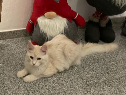 Maine Coon Kitten mit Stambaum