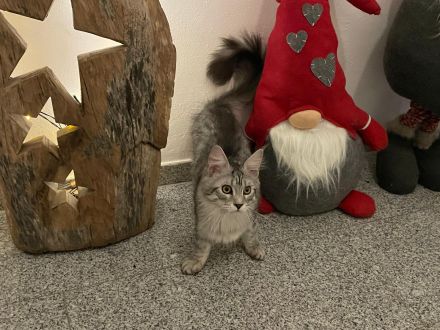 Maine Coon Kitten mit Stambaum