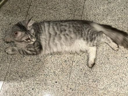 Maine Coon Kitten mit Stambaum