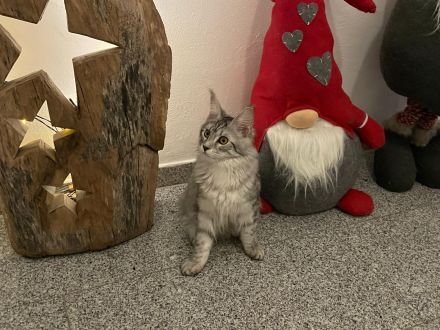 Maine Coon Kitten mit Stambaum