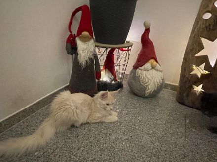 Maine Coon Kitten mit Stambaum