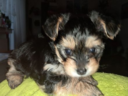 Malteser-Yorkshire Mischlinge