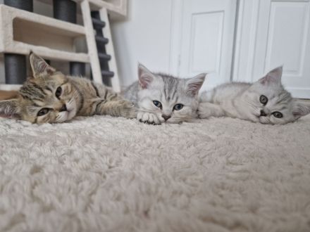 Bkh Winston Churchill abzugeben