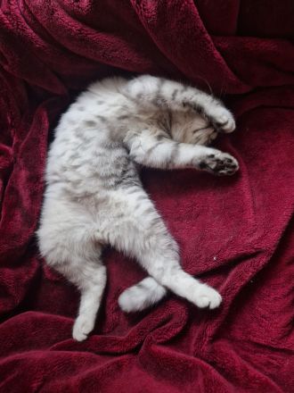 Bkh Winston Churchill abzugeben