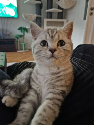 Bkh Winston Churchill abzugeben