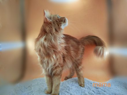 Maine coon