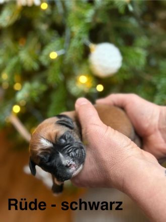 Bordeauxdoggen/Old Englisch