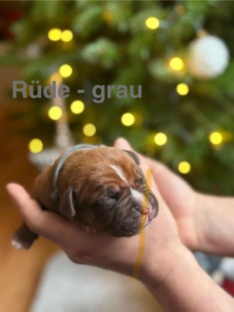 Bordeauxdoggen/Old Englisch