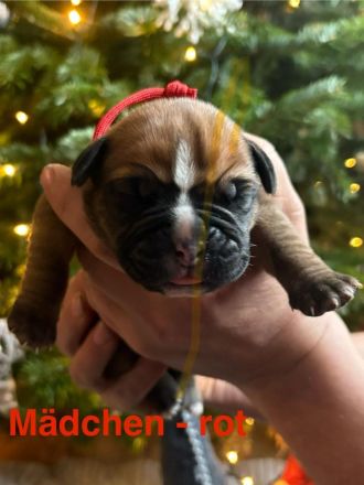 Bordeauxdoggen/Old Englisch