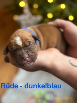 Bordeauxdoggen/Old Englisch