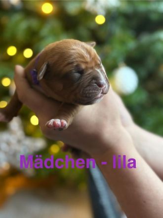 Bordeauxdoggen/Old Englisch