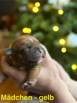 Bordeauxdoggen/Old Englisch