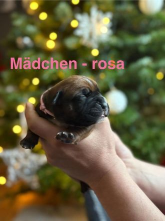 Bordeauxdoggen/Old Englisch