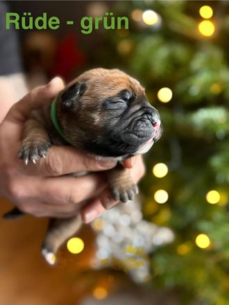 Bordeauxdoggen/Old Englisch