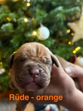 Bordeauxdoggen/Old Englisch