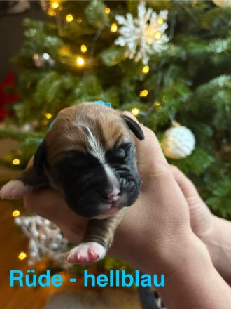 Bordeauxdoggen/Old Englisch