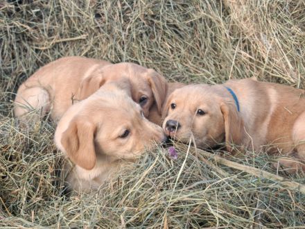 Labrador Welpen