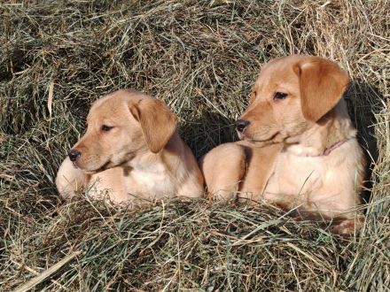 Labrador Welpen