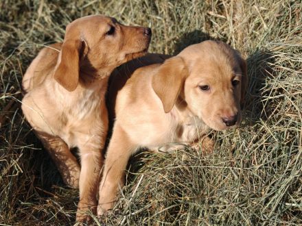 Labrador Welpen
