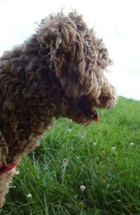 Aussiedoodle-Junghunde: ein echter Joker ... und sooo süß!