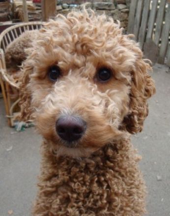 Süß, blond und clever: Aussiedoodle-Junghündin sucht liebevolles neues Zuhause