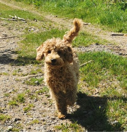 Aussiedoodle-Junghunde: ein echter Joker ... und sooo süß!