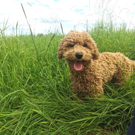Aussiedoodle-Junghunde: ein echter Joker ... und sooo süß!